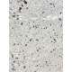 Giá Mộ Đá Nguyên Khối Granite TPHCM 2026 - Báo Giá Mới Nhất